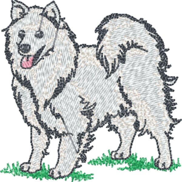 American Eskimo Dog Thumbnail